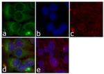 MEK1 Antibody in Immunocytochemistry (ICC/IF)