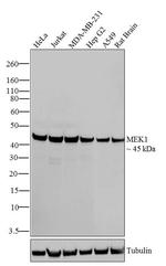 MEK1 Antibody in Western Blot (WB)