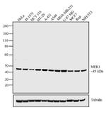 MEK1 Antibody in Western Blot (WB)