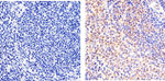 STAT5 alpha Antibody in Immunohistochemistry (Paraffin) (IHC (P))