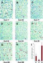 PCNA Antibody in Immunohistochemistry (IHC)