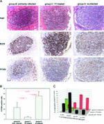 PCNA Antibody