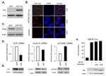 PCNA Antibody in Western Blot (WB)