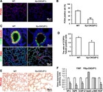 PCNA Antibody in Immunohistochemistry (IHC)