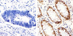 PCNA Antibody in Immunohistochemistry (Paraffin) (IHC (P))