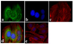 PCNA Antibody in Immunocytochemistry (ICC/IF)