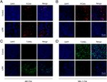 PCNA Antibody in Immunohistochemistry (Paraffin) (IHC (P))