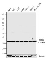 PCNA Antibody in Western Blot (WB)