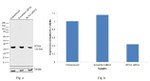 PCNA Antibody in Western Blot (WB)