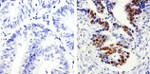 PCNA Antibody in Immunohistochemistry (Paraffin) (IHC (P))