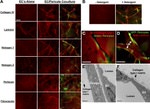 Perlecan Antibody in Immunohistochemistry (IHC)