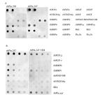 Perlecan Antibody in Western Blot (WB)