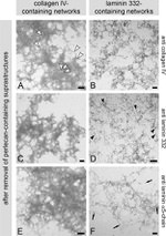 Perlecan Antibody in Immunomicroscopy (IM)