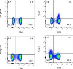 FOXP3 Antibody