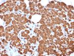 Carboxypeptidase A1/CPA1 Antibody in Immunohistochemistry (Paraffin) (IHC (P))