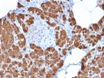 Carboxypeptidase A1/CPA1 Antibody in Immunohistochemistry (Paraffin) (IHC (P))