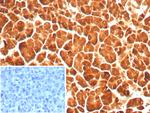 Carboxypeptidase A1/CPA1 (Pancreatic Cancer Marker) Antibody in Immunohistochemistry (Paraffin) (IHC (P))