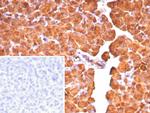 Carboxypeptidase A1/CPA1 (Pancreatic Cancer Marker) Antibody in Immunohistochemistry (Paraffin) (IHC (P))