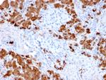 Carboxypeptidase A1/CPA1 Antibody in Immunohistochemistry (Paraffin) (IHC (P))