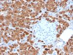 Carboxypeptidase A1/CPA1 Antibody in Immunohistochemistry (Paraffin) (IHC (P))