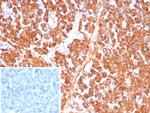 Carboxypeptidase A1/CPA1 (Pancreatic Cancer Marker) Antibody in Immunohistochemistry (Paraffin) (IHC (P))