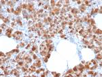 Carboxypeptidase A1/CPA1 Antibody in Immunohistochemistry (Paraffin) (IHC (P))