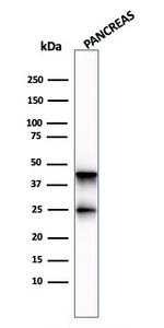 Carboxypeptidase A1/CPA1 Antibody in Western Blot (WB)