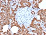 Carboxypeptidase A1/CPA1 Antibody in Immunohistochemistry (Paraffin) (IHC (P))