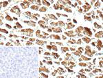 Carboxypeptidase A1/CPA1 (Pancreatic Cancer Marker) Antibody in Immunohistochemistry (Paraffin) (IHC (P))