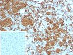 Carboxypeptidase A1/CPA1 (Pancreatic Cancer Marker) Antibody in Immunohistochemistry (Paraffin) (IHC (P))