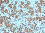 Carboxypeptidase A1/CPA1 (Pancreatic Cancer Marker) Antibody in Immunohistochemistry (Paraffin) (IHC (P))