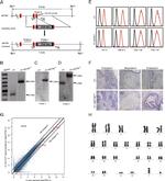 SSEA4 Antibody in Flow Cytometry (Flow)