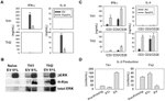 ERK1/ERK2 Antibody in Western Blot (WB)