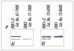 ERK1/ERK2 Antibody in Immunoprecipitation (IP)