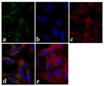 Tau Antibody in Immunocytochemistry (ICC/IF)