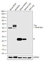 Tau Antibody