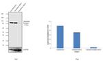 Transferrin Receptor Antibody in Western Blot (WB)