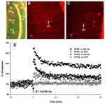 CaMKII alpha Antibody in Immunohistochemistry (IHC)