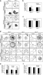 CaMKII alpha Antibody in Flow Cytometry (Flow)