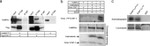 CaMKII alpha Antibody in Western Blot (WB)