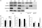 CaMKII alpha Antibody in Western Blot (WB)