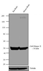 CaMKII alpha Antibody in Western Blot (WB)