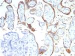 CD21 (Mature B-Cell and Follicular Dendritic Cell Marker) Antibody in SDS-PAGE (SDS-PAGE)