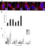 alpha Tubulin Antibody in Immunocytochemistry (ICC/IF)