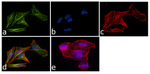 alpha Tubulin Antibody in Immunocytochemistry (ICC/IF)