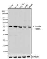 alpha Tubulin Antibody in Western Blot (WB)