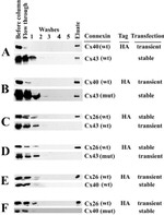 Connexin 26 Antibody in Western Blot (WB)