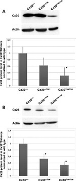 Connexin 26 Antibody in Western Blot (WB)