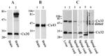 Connexin 32 Antibody in Western Blot (WB)