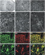 Connexin 32 Antibody in Immunohistochemistry (IHC)